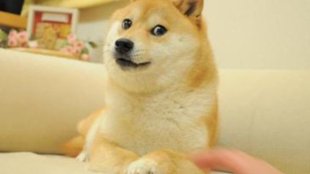 Doge Meme: Ein Hund aus Japan erobert das Internet 