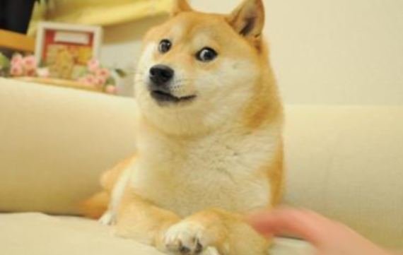 Doge Meme: Ein Hund aus Japan erobert das Internet