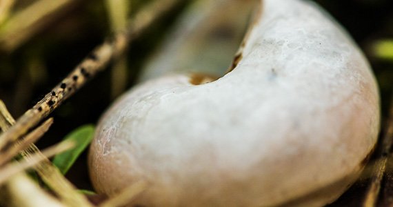 Tipps und Inspiration zur Bildbearbeitung – Makrofotos
