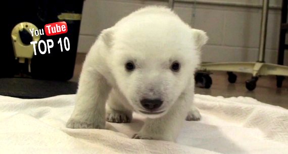 Youtube Lustige Tierfilme Youtube Lustige Tierfilme