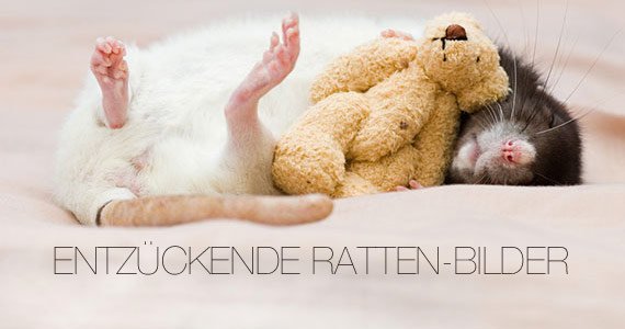 Herzergreifend! Ratten meets Miniatur-Teddybären!