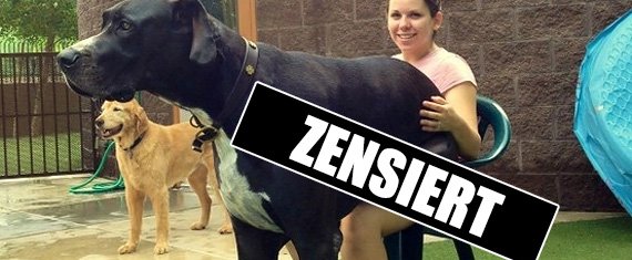 20 Fotos von Hunden, die nicht wissen, wie groß sie wirklich sind