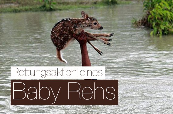 Herzerwärmende Rettungsaktion eines Rehkitz