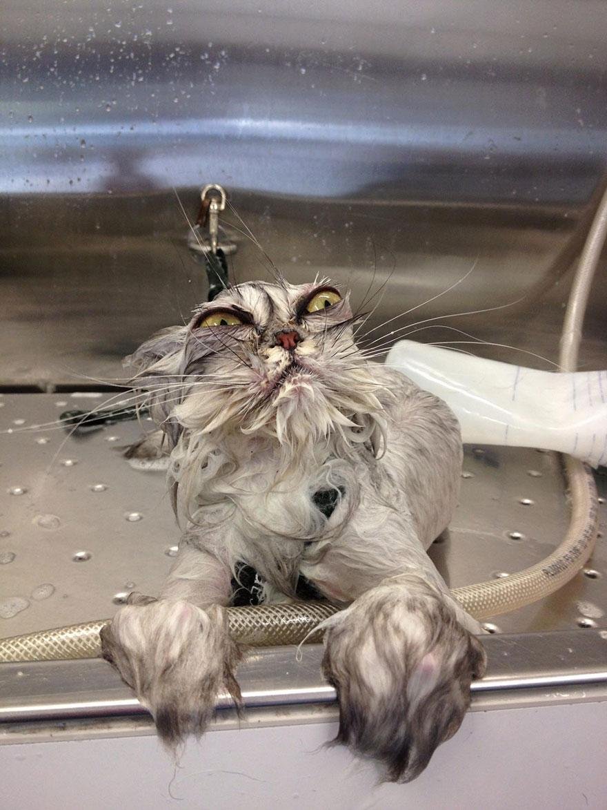 wet cat Magnet: nasse Katze Kühlschrank chat 