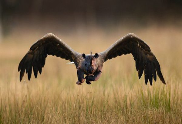 20 Seltene Tiere - Hybride aus der Fanatsie