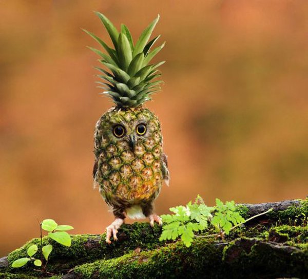 20 Seltene Tiere - Hybride aus der Fanatsie