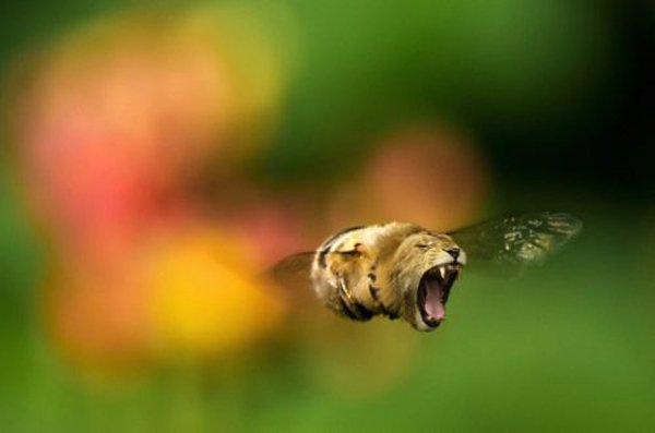 20 Seltene Tiere - Hybride aus der Fanatsie