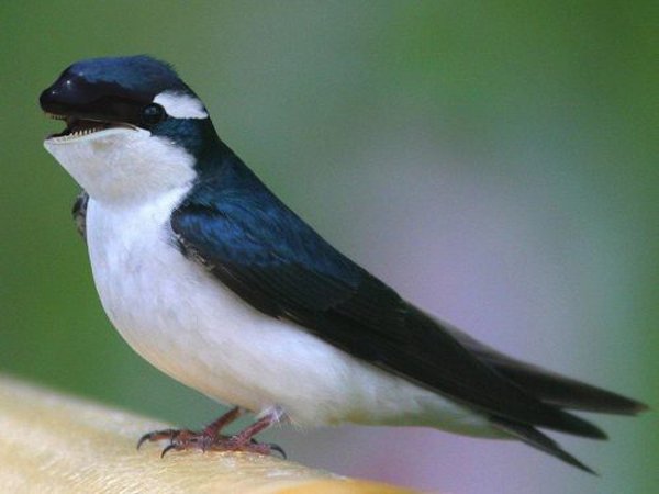 20 Seltene Tiere - Hybride aus der Fanatsie