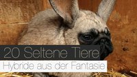 20 Seltene Tiere - Hybride aus der Fantasie