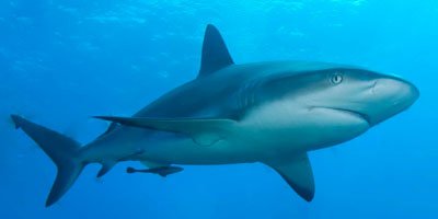 TRU_OpenWater_Shark