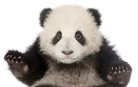 Unflod Baby Panda: Malware attackiert gejailbreakte iPhones und iPads