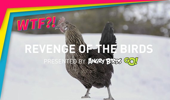 Die Rache der Angry Birds: Wenn Vögel zu Tätern werden