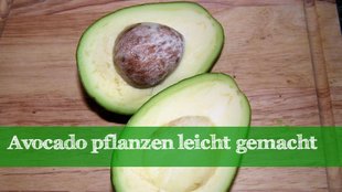 Eine eigene Avocado pflanzen: Nachzucht aus dem Kern