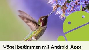 Vögel bestimmen mit App: So geht’s auf Android