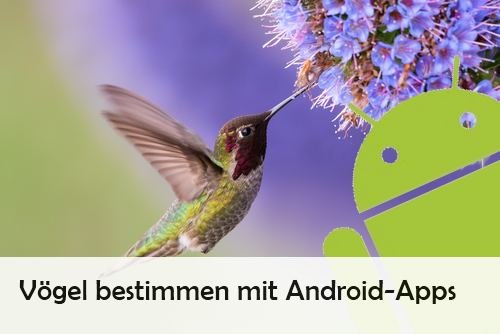 Vögel bestimmen mit App: So geht’s auf Android