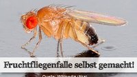 Eine effektive Fruchtfliegenfalle selber machen - ganz einfach!