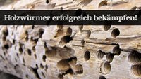 Ratgeber: Holzwurm bekämpfen - die besten Tipps!