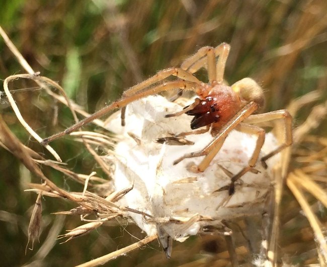 Ein Spinnenbiss des Ammen-Dornfingers kann u.U. gefährlich sein (Bild: Carsten Scheibe)