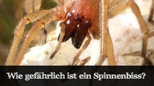 Wie gefährlich ist ein Spinnenbiss in Deutschland?