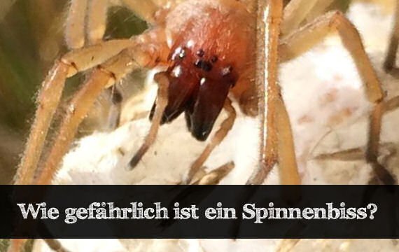 Wie gefährlich ist ein Spinnenbiss in Deutschland?