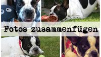 Bilder zusammenfügen: Fotos verbinden