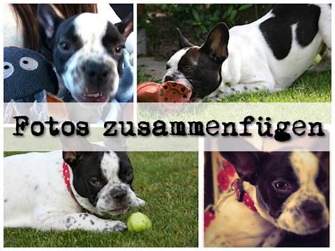 Tipp: Fotos zusammenfügen und Collagen erstellen