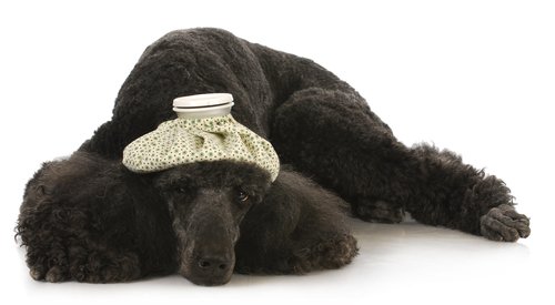 SSL-Sicherheitslücke Poodle: SSL 3.0 in Chrome und Firefox deaktivieren