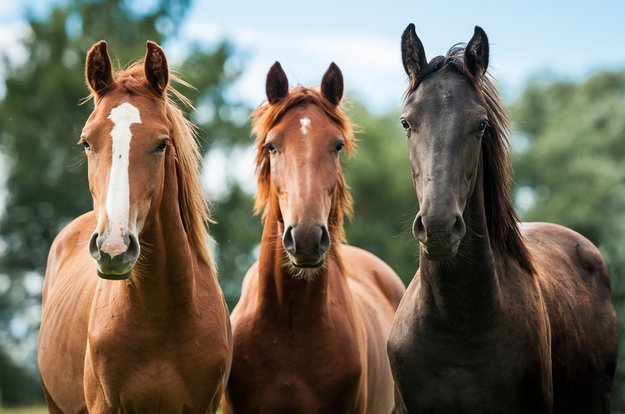 Minecraft: Pferde finden, zähmen & reiten - Sattel craften?