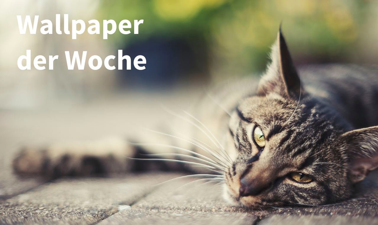 Wallpaper Der Woche Faule Katze Download