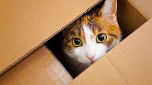Schrödingers Katze: Erklärung für Dummies