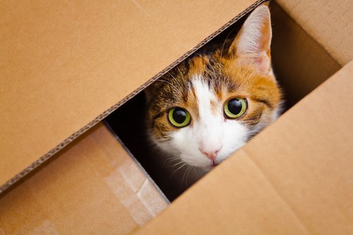 Schrödingers Katze: Erklärung für Dummies