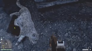 Far Cry 4: Schneeleopard finden - Fundort und Location für die benötigten Felle