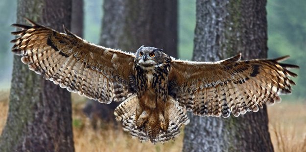 Eule: Ihre Bedeutung in der Mythologie von Schamanen, Illuminaten und tätowierten Seefahrern