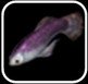 Bitterfisch
