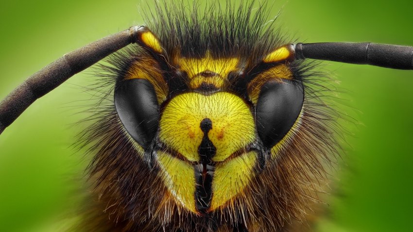 Wespen vertreiben nahaufnahme einer wespe