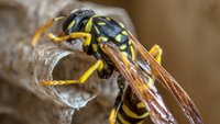 Wespen: Naturschutz und Artenschutz - Regeln und Gründe