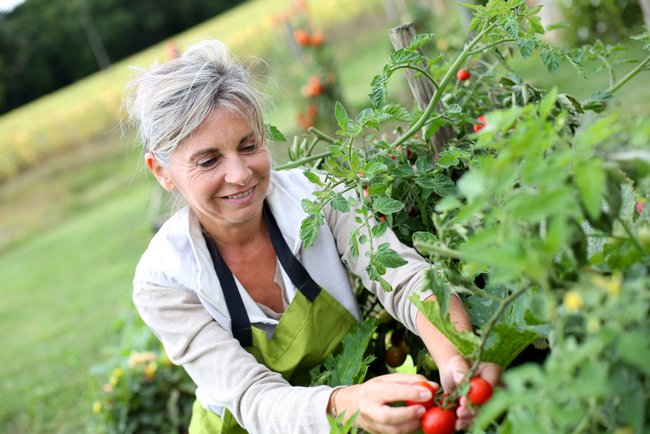 frau im garten mit tomaten tomaten schützen vor wespen - wespennest im rollladenkasten