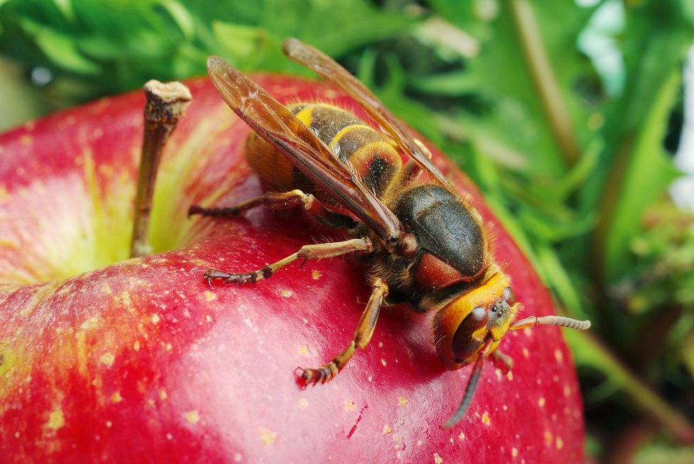 Wespen vertreiben: Rauch, Spray, Knoblauch, Papiertüte ...