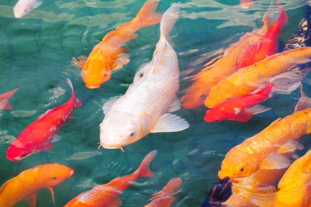 Koi-Tattoo: Zur Bedeutung eines schillernden & legendären Fischs