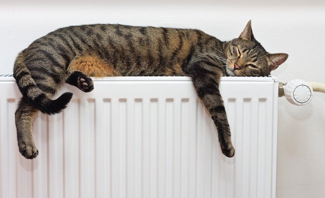 Heizkosten sparen katze liegt entspannt auf dem warmen radiator