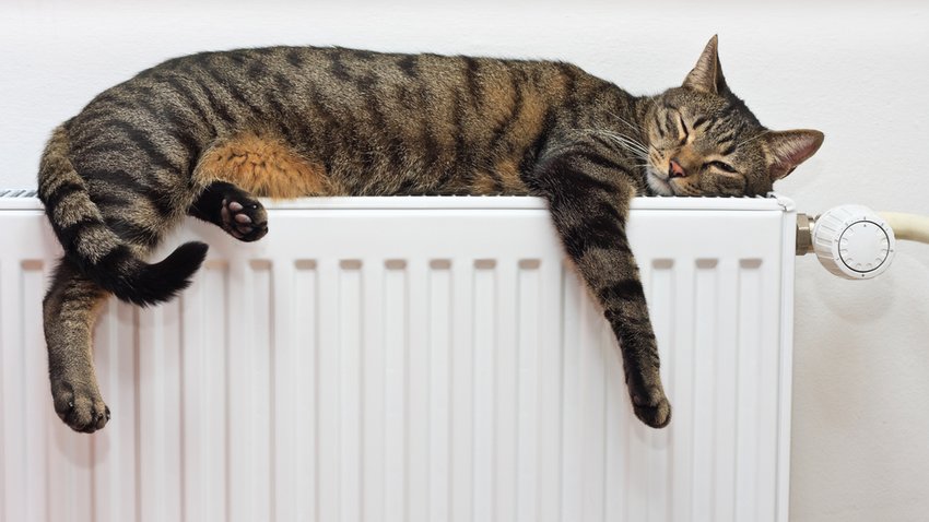 Heizkosten sparen katze liegt entspannt auf dem warmen radiator