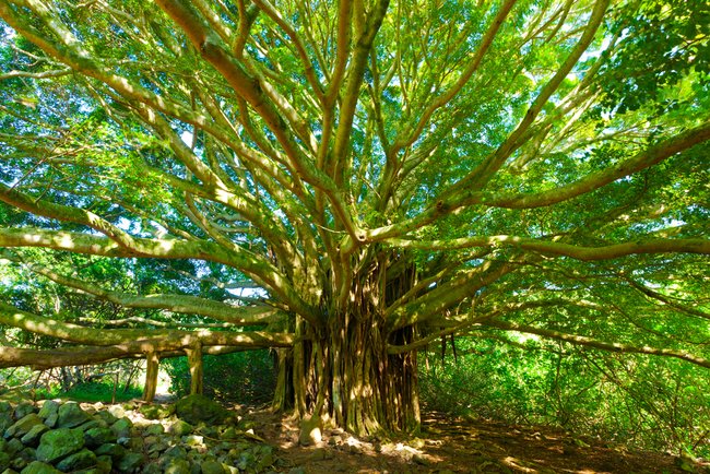 Baum des Lebens in Florida