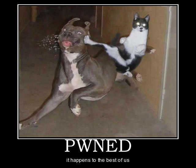 This Dog got PWNED! Bildquelle: demotivationalposters.org