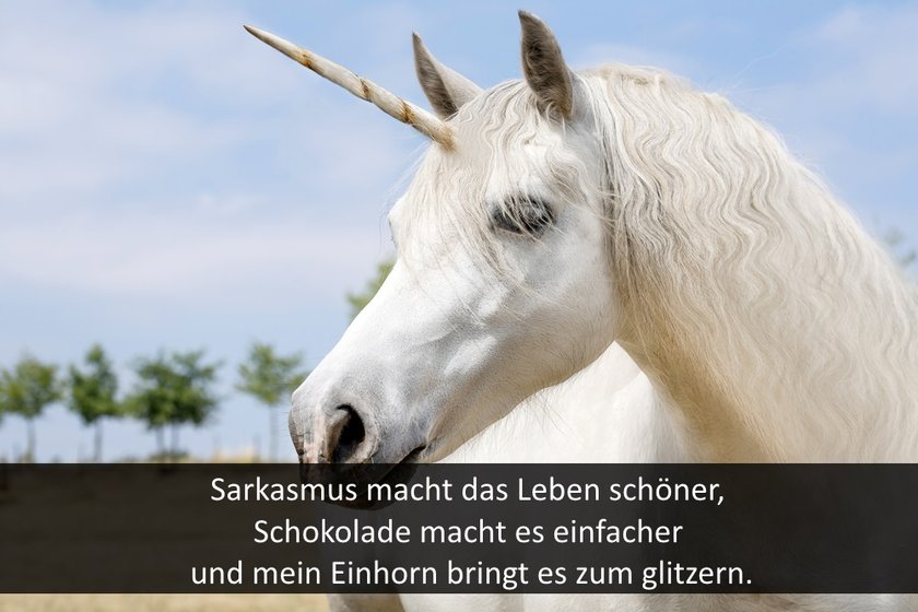 shutter-einhorn-2