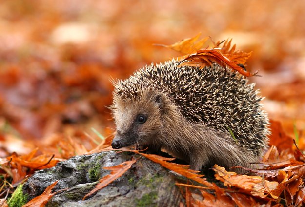 Igel im Winterschlaf: So helft ihr Igeln beim Überwintern