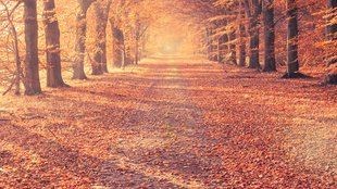 Herbstlieder für den Kindergarten und für Erwachsene