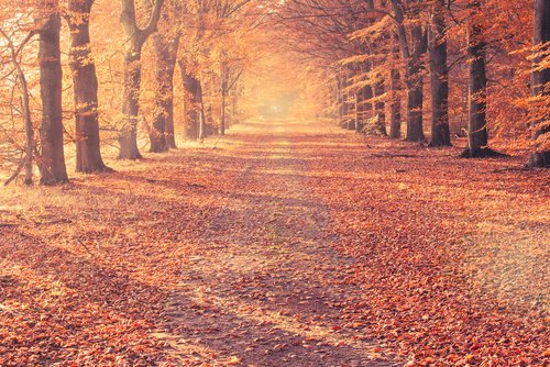 Herbstlieder für den Kindergarten und für Erwachsene