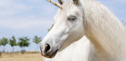 Einhorn-Sprüche: Cool, gut und lustig für WhatsApp, Facebook und zum Nachdenken