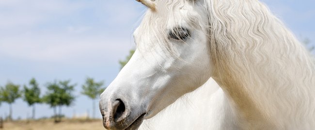 Einhorn-Sprüche: Cool, gut und lustig für WhatsApp, Facebook und zum Nachdenken