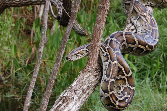 Python im Baum